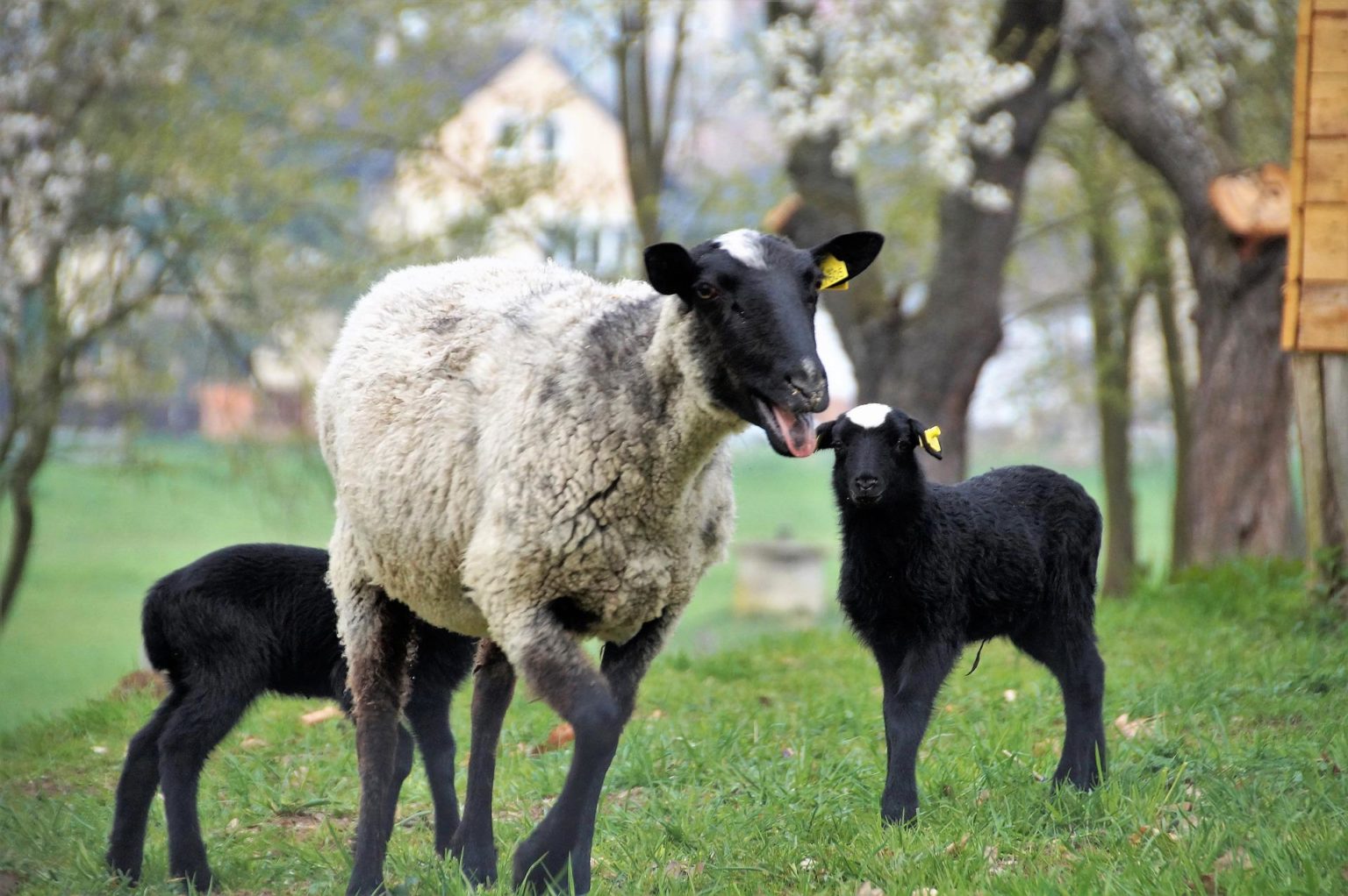 Suffolk sheep. Саффолк порода овец. Овцы породы Суффолк. Суффолк ягнята. Овца Суффолк (m) (88636b).